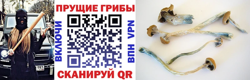 сколько стоит  кракен как зайти  Галлюциногенные грибы Magic Shrooms  Заволжск 